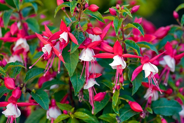 Zazimování fuchsií je snadné. Stačí se vyhnout nejčastějším chybám