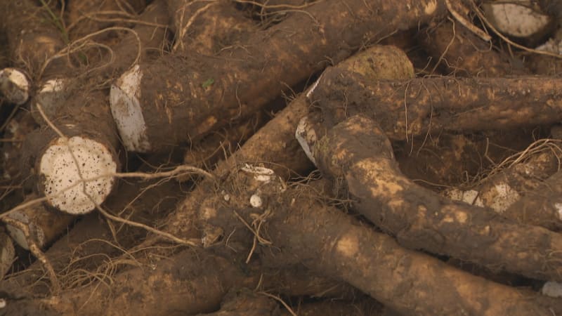 Vyorat křen je strašná práce, říká farmář. Sklizeň právě začala, i letos si za něj připlatíme