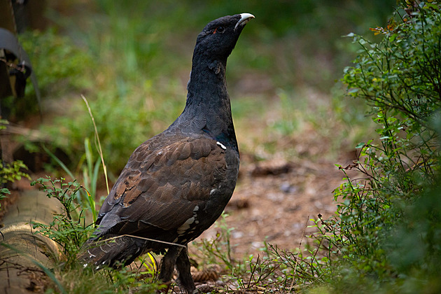 Lesníci vypustili do Beskyd nejvíce tetřevů, mění i skladbu porostu