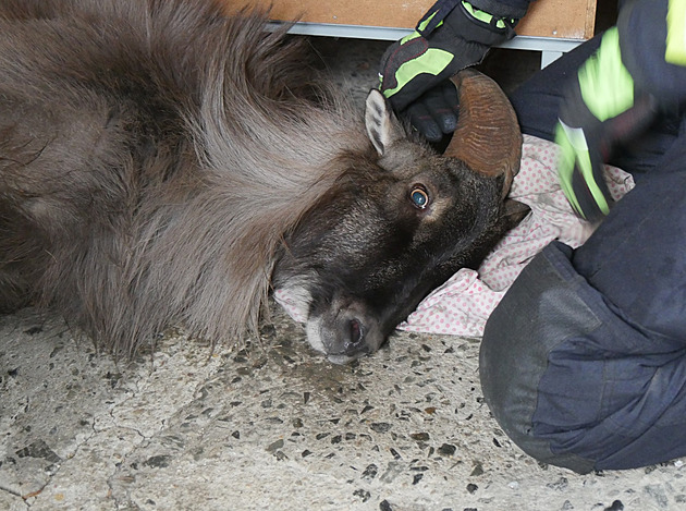Exotická koza se po týdnech toulání našla. Hasiči ji odchytli ve sklepě paneláku