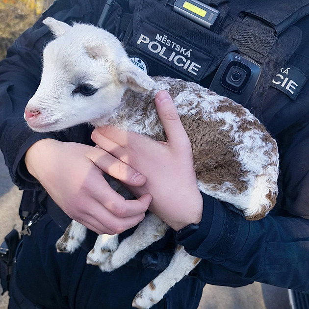 VIDEO: Nové služební zvíře? Zbloudilé jehně se nechtělo hnout od strážníků