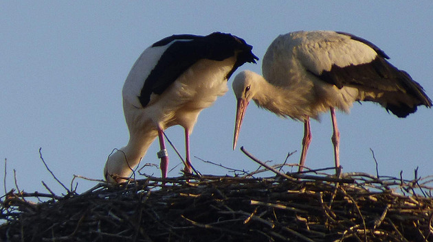 Dronař létal nad hnízdem čápů. Mohlo to mít osudové následky, zní kritika