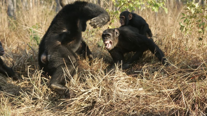 Šimpanzí občanská válka: Lidoopi se začali systematicky vraždit. Vědci jsou udiveni