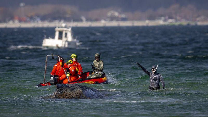 Uvízlá velryba stále žije a trpí. O posledním pokusu o záchranu v poledne rozhodne soud