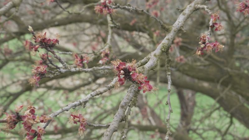 Mrazy opět zničily úrody meruněk či broskví. Už hledáme jiné způsoby obživy, líčí sadařka