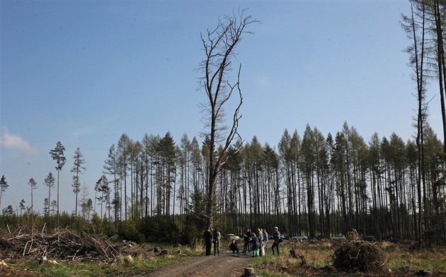 Srážek je málo, lesníci se bojí kalamity. Nejvíc vysychají lesy u Jablunkova