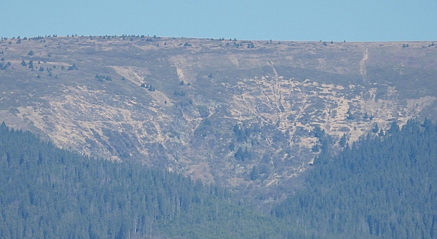 Jeseníky vysychají a umírají, změny klimatu zde symbolizuje příchod kudlanek