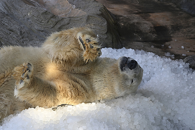 VIDEO: Ledové rochnění medvědích dvojčat. Zoo jim ho do výběhu nasypala tuny