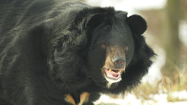 Populárního medvěda Jirku musela zoo utratit, měl zdravotní problémy